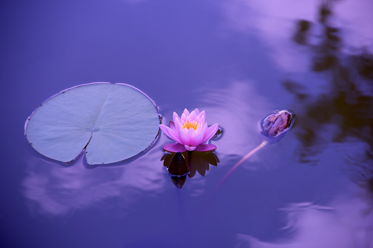 lotus, flower, lily pad, pond, aquatic plants, lotus flower, bloom, blossom, flora, calm water, water, nature, zen, elegant, asia, floral, lily, garden, pink, meditation, timeless, divine, beautiful flowers, international yoga day, flower wallpaper, flower background, yoga